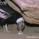 Illustration for article titled Vednesday Vulture - Vultur gryphus Edition